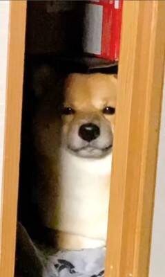 カミナリが鳴り響いたら、部屋にいた犬が…とてつもなく可愛い『まさかの避難姿』が503万再生「無の顔で草」「置物になってるｗ」と大絶賛