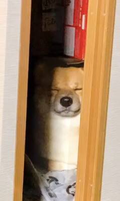 カミナリが鳴り響いたら、部屋にいた犬が…とてつもなく可愛い『まさかの避難姿』が503万再生「無の顔で草」「置物になってるｗ」と大絶賛