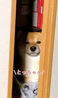 カミナリが鳴り響いたら、部屋にいた犬が…とてつもなく可愛い『まさかの避難姿』が503万再生「無の顔で草」「置物になってるｗ」と大絶賛