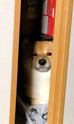 カミナリが鳴り響いたら、部屋にいた犬が…とてつもなく可愛い『まさかの避難姿』が503万再生「無の顔で草」「置物になってるｗ」と大絶賛