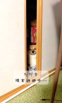 カミナリが鳴り響いたら、部屋にいた犬が…とてつもなく可愛い『まさかの避難姿』が503万再生「無の顔で草」「置物になってるｗ」と大絶賛