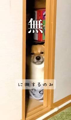 カミナリが鳴り響いたら、部屋にいた犬が…とてつもなく可愛い『まさかの避難姿』が503万再生「無の顔で草」「置物になってるｗ」と大絶賛