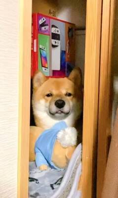 カミナリが鳴り響いたら、部屋にいた犬が…とてつもなく可愛い『まさかの避難姿』が503万再生「無の顔で草」「置物になってるｗ」と大絶賛