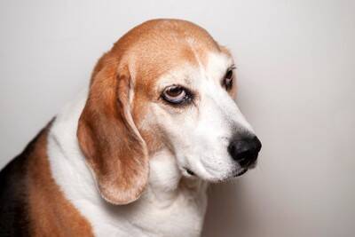 犬に嫌われてしまう『絶対NG行為』4選　愛犬が飼い主を軽蔑しているときにみせる行動とは？