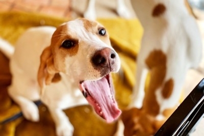 【トレーナー執筆】愛犬の吠えが止まらない！やってはいけない「NG対応」3選