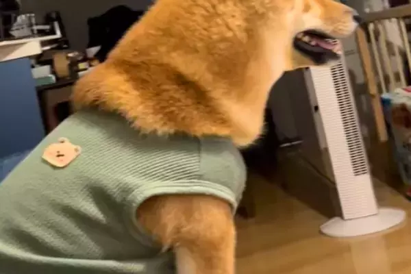 テレビドラマをつけたままソファで寝落ち→起きたら犬が隣にいて…犬とは思えない『まさかの光景』が45万再生「前のめりで草」「主婦やんｗｗ」