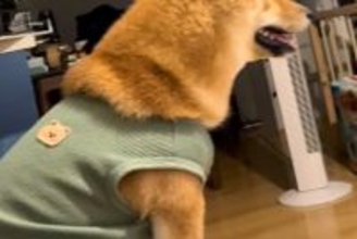 テレビドラマをつけたままソファで寝落ち→起きたら犬が隣にいて…犬とは思えない『まさかの光景』が45万再生「前のめりで草」「主婦やんｗｗ」