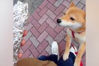 犬の散歩中、焼き芋屋さんがサツマイモをくれて…微笑ましいと思いきや→センスが光る『まさかのBGM』に大爆笑「世界一おもろい」「確変で草」