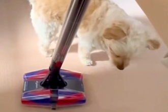 掃除機を『敵』と認識した犬→横目で様子をうかがっていると思ったら…まさかの『反撃方法』が40万再生「渾身の一撃で草」「やったった感ｗｗ」