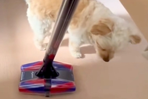 掃除機を『敵』と認識した犬→横目で様子をうかがっていると思ったら…まさかの『反撃方法』が40万再生「渾身の一撃で草」「やったった感ｗｗ」
