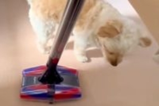 掃除機を『敵』と認識した犬→横目で様子をうかがっていると思ったら…まさかの『反撃方法』が40万再生「渾身の一撃で草」「やったった感ｗｗ」