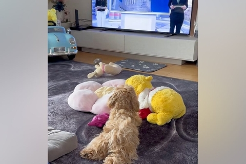 テレビでニュース番組を見る犬→アナウンサーが『こんにちは』と言うと…愛おしいリアクションが58万再生「人間の言葉わかってる」「癒された」
