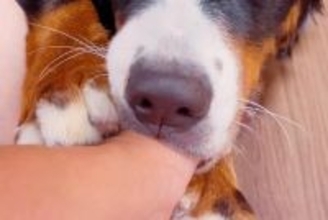 飼い主の親指が大好きな超大型犬→いつもおしゃぶりをして…見た目とは裏腹な『赤ちゃんすぎる光景』が61万再生「おっきい子供」「幸せそう」