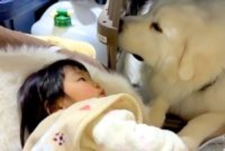 3年間、女の子が『超大型犬たちと毎日一緒に寝た』結果…素敵な関係すぎる『尊い光景』が10万再生「可愛いが詰まってる」「懐が深いワンコ」