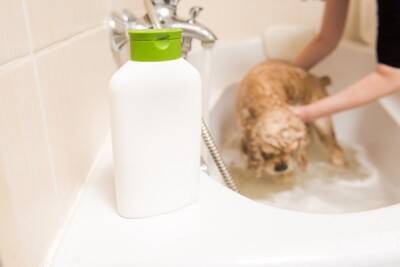 犬用シャンプーの正しい保管方法　細菌汚染を防ぐために飼い主ができること【獣医師執筆】