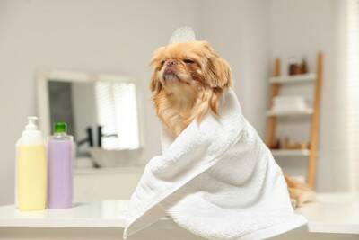 犬用シャンプーの正しい保管方法　細菌汚染を防ぐために飼い主ができること【獣医師執筆】