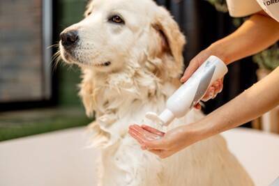 犬用シャンプーの正しい保管方法　細菌汚染を防ぐために飼い主ができること【獣医師執筆】