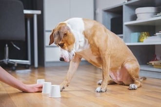 愛犬におすすめな『知育ゲーム』4選　室内で出来る簡単な遊び方や満足させる方法まで