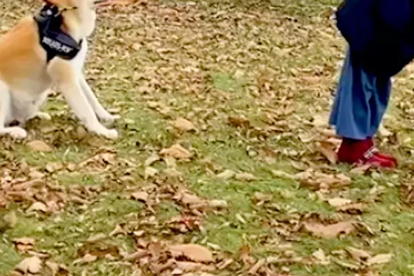 散歩拒否をする『大きな秋田犬』→全く動かないので…飼い主が『マイケルジャクソンになる光景』が35万再生「ジワるｗ」「表情が誇らしげで草」