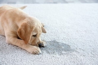 犬が苦痛を感じる『居住環境』5選　愛犬に精神的負担を与える部屋の状態とは？