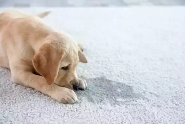 犬が苦痛を感じる『居住環境』5選　愛犬に精神的負担を与える部屋の状態とは？
