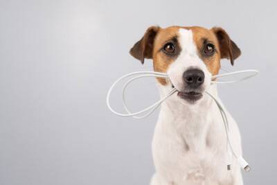 犬との暮らしで飼い主がすべき『配慮』とは？愛犬が快適な生活を送るためのポイントまで