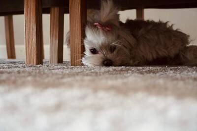 『エアコンの冷房が苦手な犬』の特徴５選　愛犬が快適に過ごすために飼い主がすべきことまで