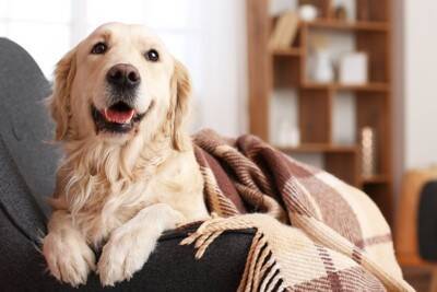 『エアコンの冷房が苦手な犬』の特徴５選　愛犬が快適に過ごすために飼い主がすべきことまで