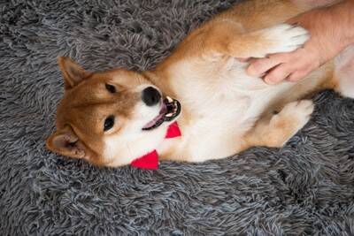 犬が『人によって態度を変える』心理3つ　好きな人にだけみせる行動や仲を深めるコツまで