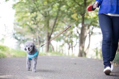 犬が『人によって態度を変える』心理3つ　好きな人にだけみせる行動や仲を深めるコツまで