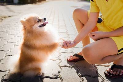 犬が『人によって態度を変える』心理3つ　好きな人にだけみせる行動や仲を深めるコツまで