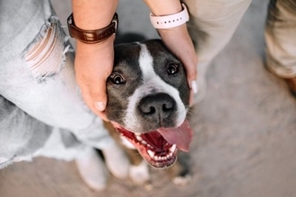 犬が『飼い主の足に体をスリスリする』心理5つ　甘えているの？適切な対応まで解説