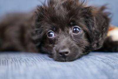 犬の『視線』から分かる5つの気持ち　じっと見つめてくるのはなぜ？愛犬と心を通わせるための接し方まで