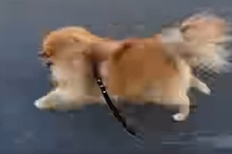 夕方、犬の散歩を撮影した結果→急に猛ダッシュしたので、追いかけて…思わず笑う『飼い主の影』に反響「全然ブレないの草」「好きすぎるｗｗ」