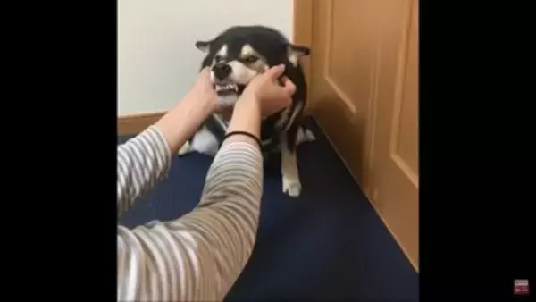 反抗期の犬に『お手』『おかわり』させた結果…怒りながら見せた行動に39万再生の反響「感情がわからん」「素直で良い子」の声