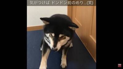 反抗期の犬に『お手』『おかわり』させた結果…怒りながら見せた行動に39万再生の反響「感情がわからん」「素直で良い子」の声
