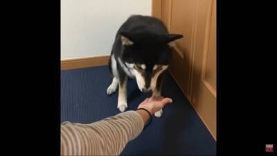 反抗期の犬に『お手』『おかわり』させた結果…怒りながら見せた行動に39万再生の反響「感情がわからん」「素直で良い子」の声