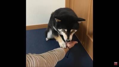 反抗期の犬に『お手』『おかわり』させた結果…怒りながら見せた行動に39万再生の反響「感情がわからん」「素直で良い子」の声
