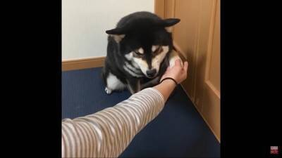 反抗期の犬に『お手』『おかわり』させた結果…怒りながら見せた行動に39万再生の反響「感情がわからん」「素直で良い子」の声