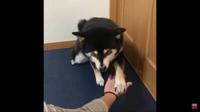 反抗期の犬に『お手』『おかわり』させた結果…怒りながら見せた行動に39万再生の反響「感情がわからん」「素直で良い子」の声