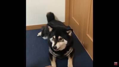 反抗期の犬に『お手』『おかわり』させた結果…怒りながら見せた行動に39万再生の反響「感情がわからん」「素直で良い子」の声