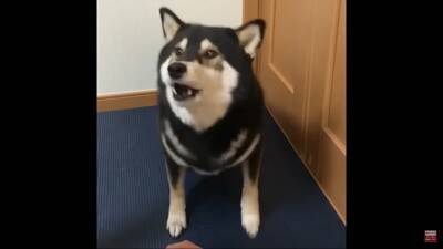 反抗期の犬に『お手』『おかわり』させた結果…怒りながら見せた行動に39万再生の反響「感情がわからん」「素直で良い子」の声
