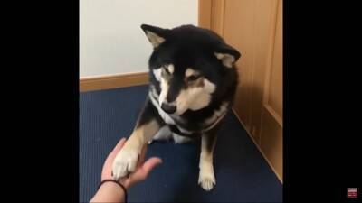 反抗期の犬に『お手』『おかわり』させた結果…怒りながら見せた行動に39万再生の反響「感情がわからん」「素直で良い子」の声