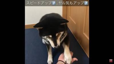 反抗期の犬に『お手』『おかわり』させた結果…怒りながら見せた行動に39万再生の反響「感情がわからん」「素直で良い子」の声