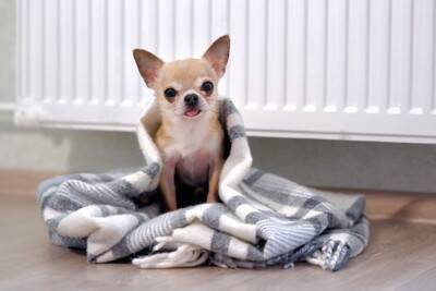 犬が『寒がっている』ときにみせるサイン5選　寒さに弱い犬の特徴とは？