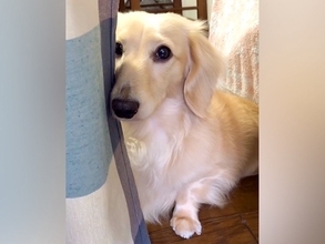 『やってしまった…』おしっこを失敗した犬→拭いている最中に見せた『猛烈に反省する光景』が45万再生「失敗したのわかってる」「泣きそうｗ」