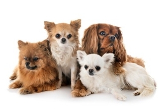 『小型犬の大きさ』の基準とは？体重は何キロまで？迎える際の注意点まで