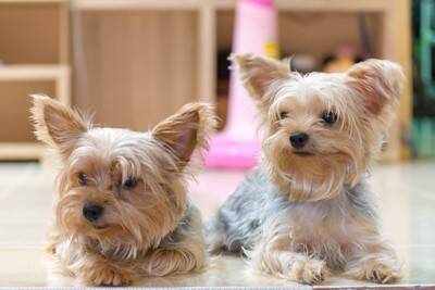 『小型犬の大きさ』の基準とは？体重は何キロまで？迎える際の注意点まで