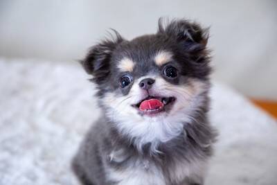 『小型犬の大きさ』の基準とは？体重は何キロまで？迎える際の注意点まで