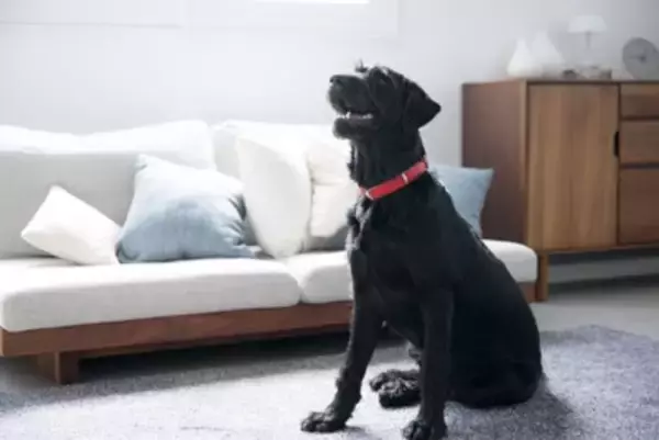 犬が『お姉さん座り』をする理由４選　放っておいても大丈夫？今すぐ病院へ行くべき状態まで